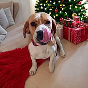 Ugo a rejoint le concours — aidez-le/la à gagner de superbes lots ! dog, tongue, red_rug, christmas_tree, presents, holiday, decorations, indoor, pet, canine, festive, wrapped_gifts, living_room, floor, cute, animal, holiday_decor, christmas_lights, cozy, celebration