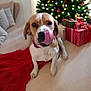 dog, tongue, red_rug, christmas_tree, presents, holiday, decorations, indoor, pet, canine, festive, wrapped_gifts, living_room, floor, cute, animal, holiday_decor, christmas_lights, cozy, celebration