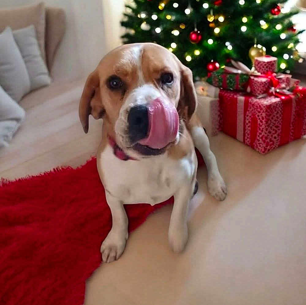 Ugo a rejoint le concours — aidez-le/la à gagner de superbes lots ! dog, tongue, red_rug, christmas_tree, presents, holiday, decorations, indoor, pet, canine, festive, wrapped_gifts, living_room, floor, cute, animal, holiday_decor, christmas_lights, cozy, celebration