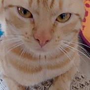 Ruby participe au concours pour gagner de l'argent avec cette photo : cat, orange_tabby, close_up, whiskers, fur, pet, animal, eyes, face, cute, domestic_cat, indoor, feline, mammal, portrait, soft_texture, whiskers_visible, looking_at_camera, colorful_background, tabby