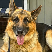 Nino is registered to the contest to win money with this photo: dog, german_shepherd, animal, pet, porch, tongue_out, relaxed, canine, fur, ears, leash, resting, close_up, friendly, domestic_animal, outdoor, mammal, companion, alert, home