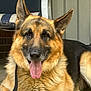 dog, german_shepherd, animal, pet, porch, tongue_out, relaxed, canine, fur, ears, leash, resting, close_up, friendly, domestic_animal, outdoor, mammal, companion, alert, home