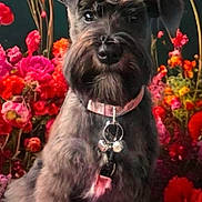Bella is registered to the contest to win money with this photo: dog, black_dog, pet, fluffy, collar, flowers, colorful, garden, nature, portrait, cute, animal, sitting, beard, outdoor, spring, vibrant, closeup, adorable, canine