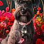 dog, black_dog, pet, fluffy, collar, flowers, colorful, garden, nature, portrait, cute, animal, sitting, beard, outdoor, spring, vibrant, closeup, adorable, canine