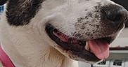 Oreo joined the competition — help win amazing prizes! dog, pet, collar, pink_collar, heart_tag, indoor, bedroom, bed, blanket, tongue_out, happy, relaxed, canine, animal, close_up, white_fur, black_spots, ceiling_fan, furniture, domestic