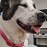 dog, pet, collar, pink_collar, heart_tag, indoor, bedroom, bed, blanket, tongue_out, happy, relaxed, canine, animal, close_up, white_fur, black_spots, ceiling_fan, furniture, domestic