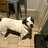 dog, pet, indoor, floor, tile, stool, red_collar, looking_up, curious, black_and_white, spot, household, room, door, toolbox, wood_floor, metal, animal, companion, domestic