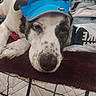 dog, blue_cap, bed, blanket, quilt, paw, fur, pet, resting, tired, clothes, plastic_bag, indoor, close_up, animal, lying_down, white_fur, black_spots, sleepy, visor