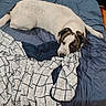 dog, bed, blanket, blue, white, indoor, resting, lying_down, fur, pet, canine, sleepy, comfort, domestic_animal, relaxed, markings, fabric, sheet, collar, bedroom