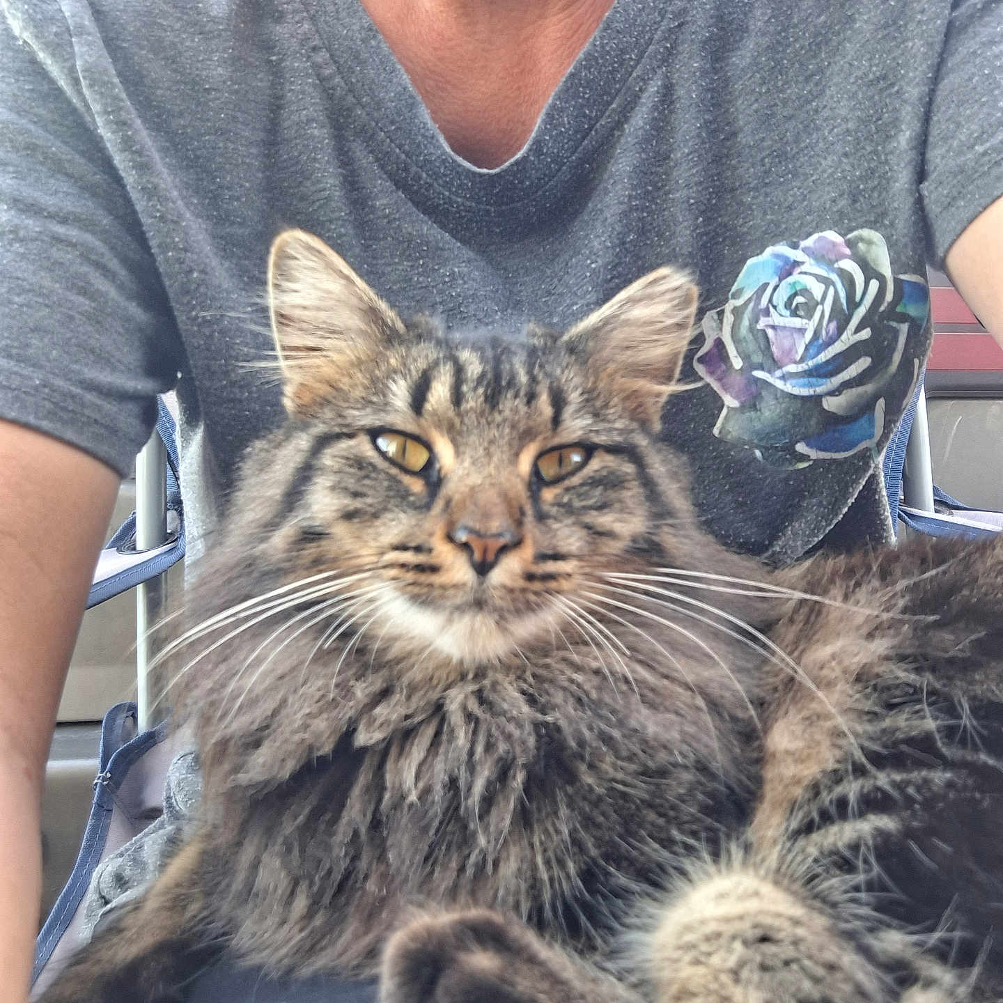 Sassy joined the competition — help win amazing prizes! cat, tabby, fluffy, pet, animal, person, shirt, rose_design, gray_shirt, lap, whiskers, ears, fur, relaxed, indoor, close_up, comfort, sitting, feline, portrait