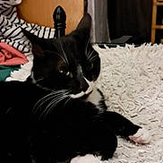 Berlioz a rejoint le concours — aidez-le/la à gagner de superbes lots ! abyssinian, animal, architecture, bed, bedroom, blackcat, blanket, building, cat, couch, furniture, hardwood, homedecor, indoors, kitten, manx, pet, plywood, room, wood