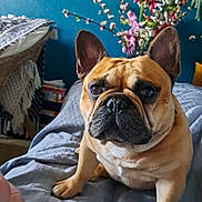 Tiago a rejoint le concours — aidez-le/la à gagner de superbes lots ! animal, bed, blanket, blue_wall, bouquet, canine, cozy, dog, ears, expression, face, flowers, french_bulldog, furniture, home, indoor, paws, pet, relaxing, wrinkles