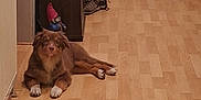 Ahsoka participe au concours pour gagner de l'argent avec cette photo : dog, brown_dog, wooden_floor, hallway, closed_door, shoes, cabinet, gnome_statue, indoor, pet, flooring, relaxed, lying_down, home, furniture, domestic_animal, household, quiet, resting, companion