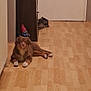 dog, brown_dog, wooden_floor, hallway, closed_door, shoes, cabinet, gnome_statue, indoor, pet, flooring, relaxed, lying_down, home, furniture, domestic_animal, household, quiet, resting, companion