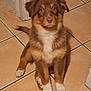Ahsoka a rejoint le concours — aidez-le/la à gagner de superbes lots ! puppy, dog, brown, white, fur, cute, pet, animal, floor, tile, indoors, sitting, looking, young, canine, ears, paws, nose, tail, adorable