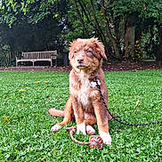 Ahsoka participe au concours pour gagner de l'argent avec cette photo : puppy, dog, grass, leash, toy, rope_toy, bench, park, trees, greenery, outdoor, pet, young_dog, sitting, nature, fur, animal, playful, canine, daylight
