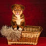 Ahsoka participe au concours pour gagner de l'argent avec cette photo : puppy, dog, basket, fur, fluffy, brown, white_paws, portrait, studio, pet, animal, cute, indoor, soft, furry_blanket, red_background, sitting, looking, young, adorable