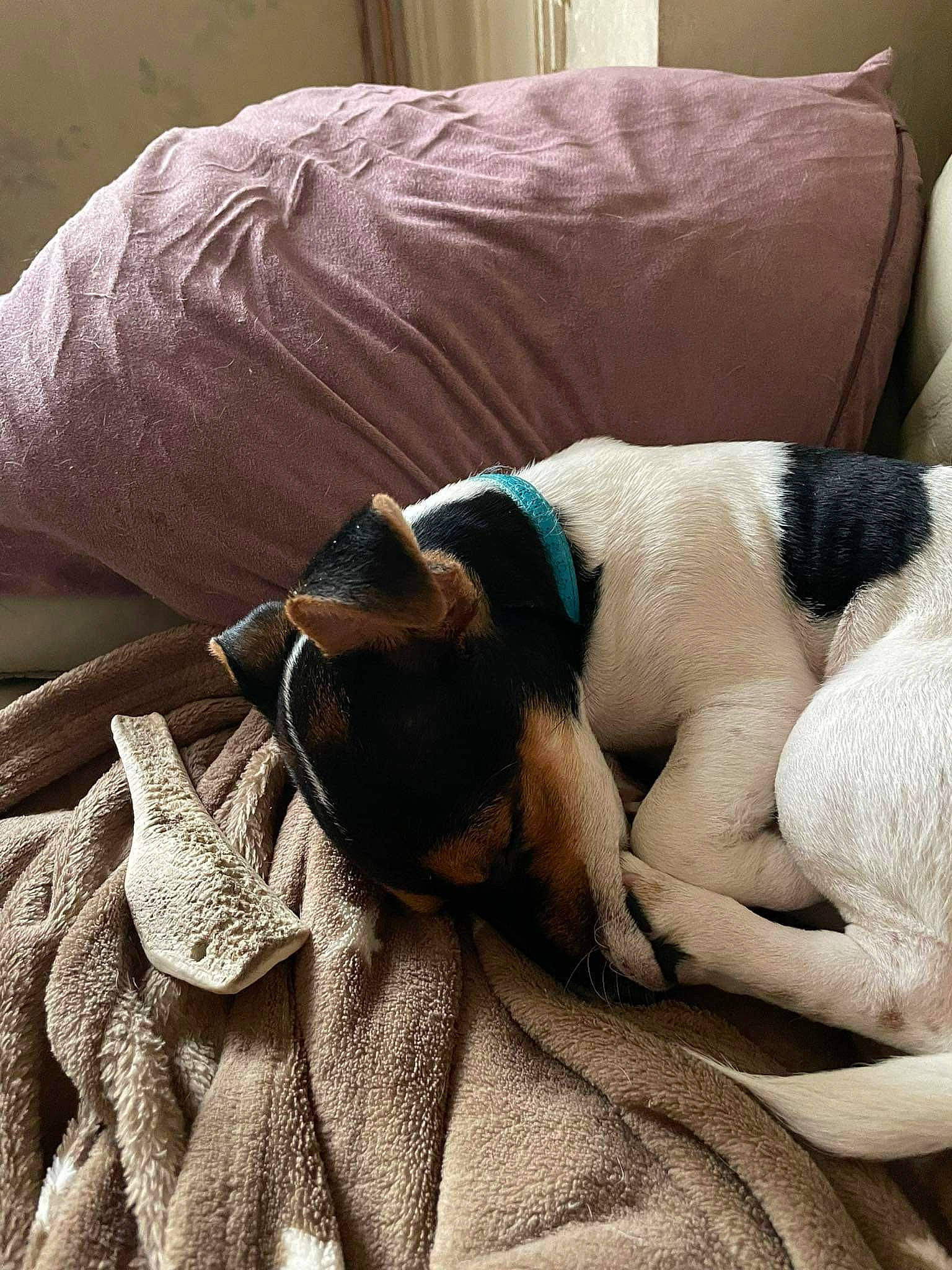 Yoshi a rejoint le concours — aidez-le/la à gagner de superbes lots ! bedding, canidae, carnivore, comfort, companion_dog, couch, dog, dog_breed, fawn, fur, grey, human_leg, linens, nap, snout, sporting_group, tints_and_shades, toy_dog, whiskers, working_animal