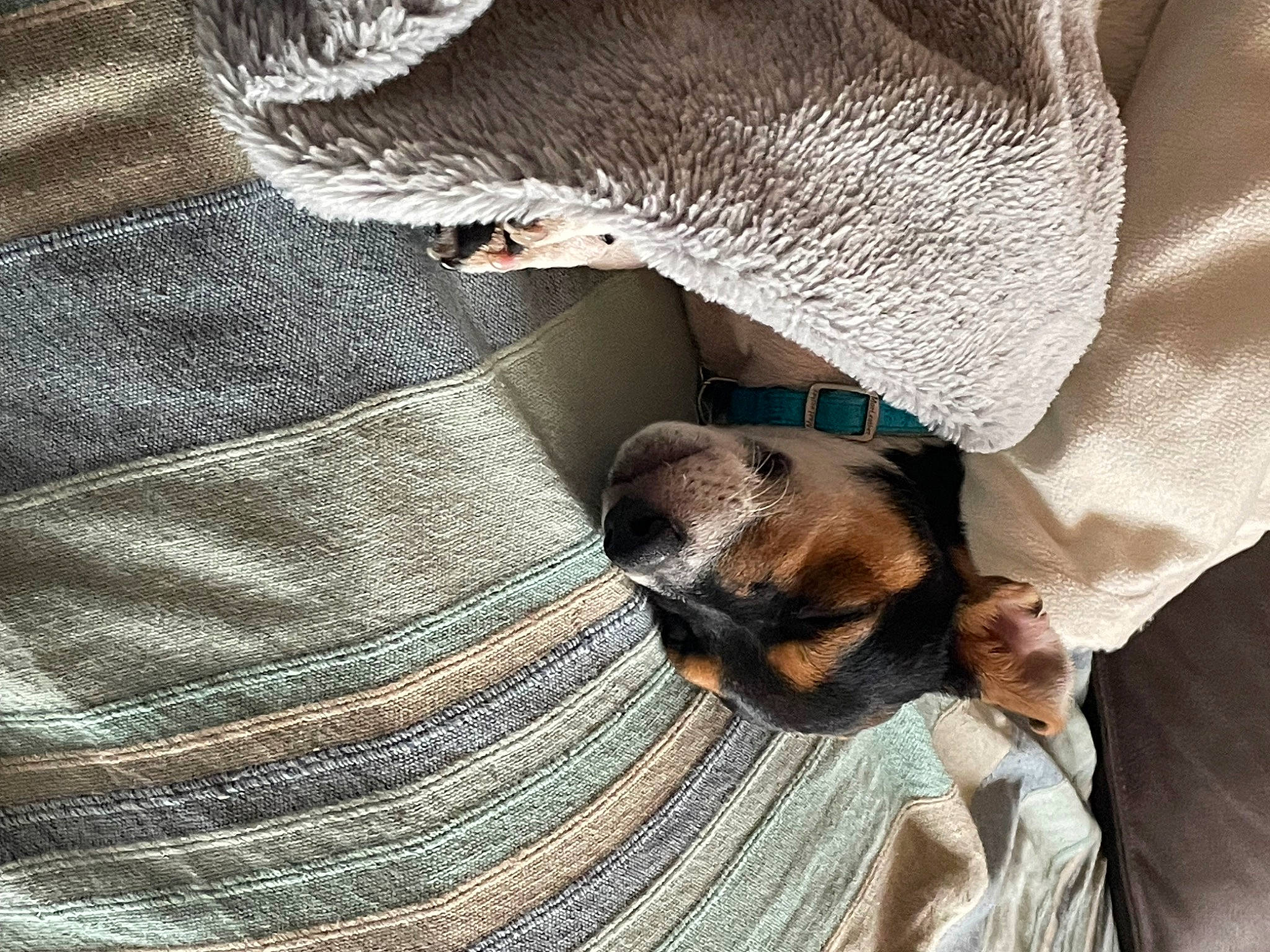 Yoshi a rejoint le concours — aidez-le/la à gagner de superbes lots ! canidae, carnivore, comfort, companion_dog, couch, denim, dog, dog_breed, fawn, felidae, fur, human_leg, linens, nap, paw, sitting, sleep, snout, sporting_group, whiskers