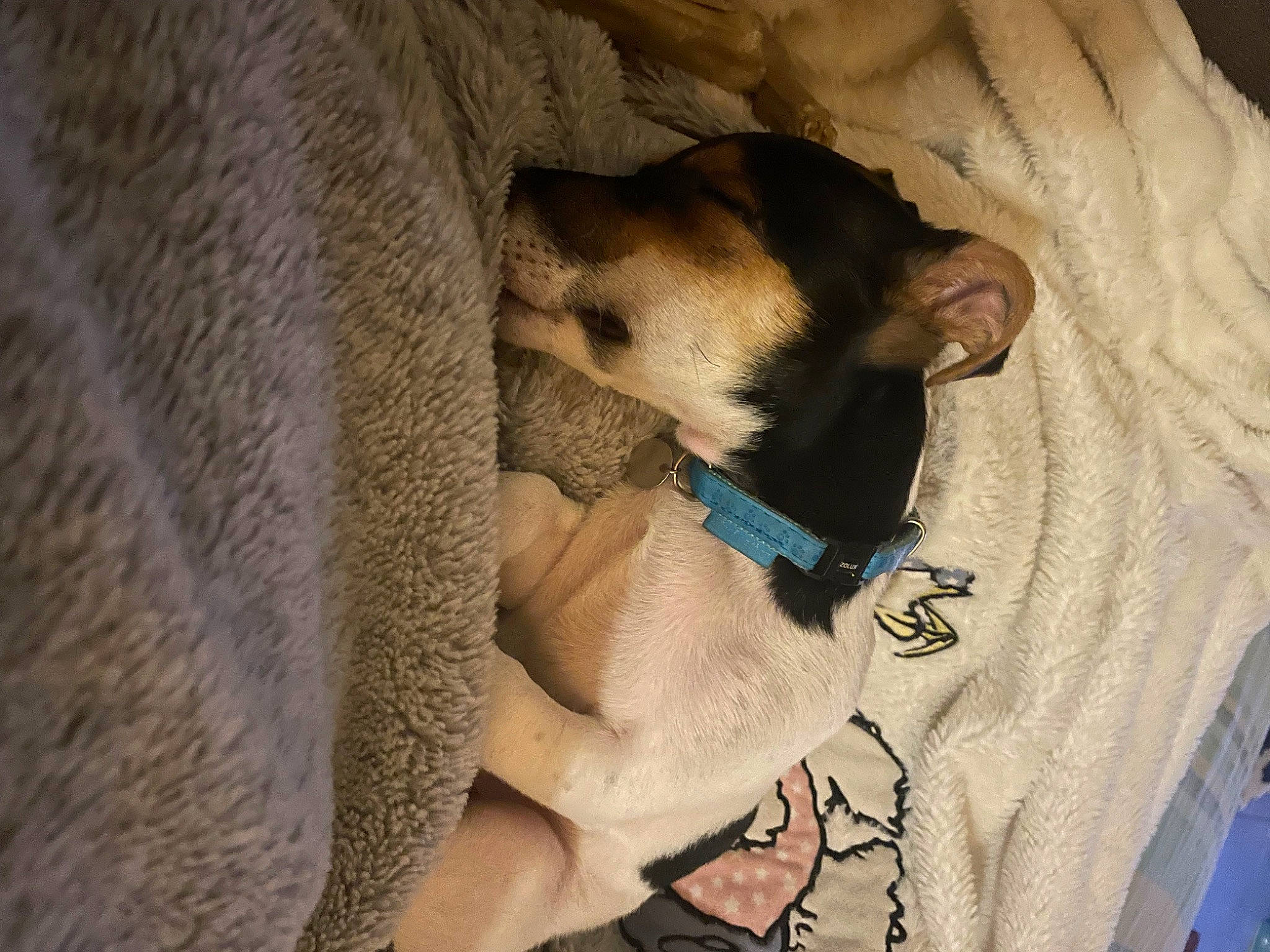 Yoshi participe au concours pour gagner de l'argent avec cette photo : canidae, carnivore, comfort, companion_dog, dog, dog_breed, dog_supply, fawn, linens, nap, non_sporting_group, paw, sleep, snout, sporting_group, toy_dog, whiskers, working_animal