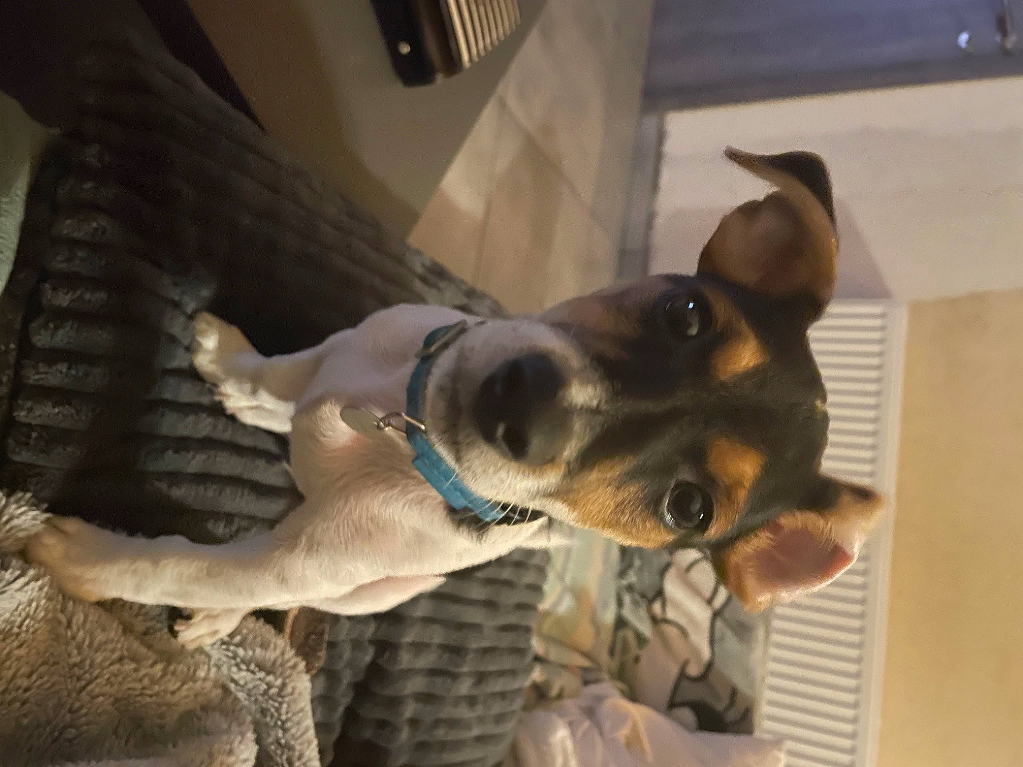 Yoshi a rejoint le concours — aidez-le/la à gagner de superbes lots ! canidae, carnivore, collar, companion_dog, dog, dog_breed, dog_collar, dog_supply, ear, fawn, fur, guard_dog, jaw, paw, pet_supply, snout, sporting_group, toy_dog, whiskers, working_animal