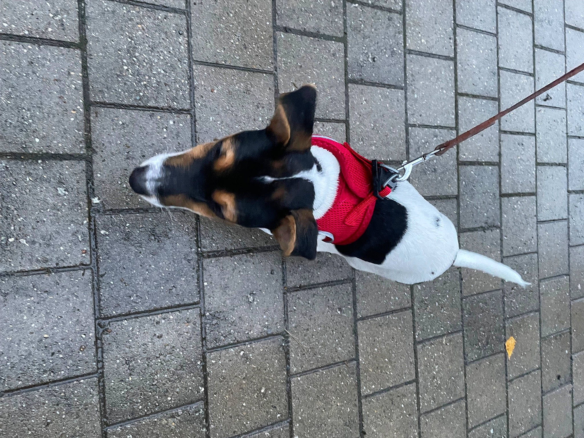 Yoshi a rejoint le concours — aidez-le/la à gagner de superbes lots ! brick, canidae, carmine, carnivore, collar, companion_dog, concrete, dog, dog_breed, dog_supply, fawn, flooring, leash, pet_supply, road_surface, shadow, sidewalk, snout, sporting_group, tail