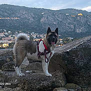 Cherry participe au concours pour gagner de l'argent avec cette photo : dog, akita, pet, animal, fluffy, outdoors, mountain, cliff, rocks, landscape, town, cityscape, hillside, scenic, travel, sunset, twilight, harness, standing, portrait