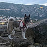 dog, akita, pet, animal, fluffy, outdoors, mountain, cliff, rocks, landscape, town, cityscape, hillside, scenic, travel, sunset, twilight, harness, standing, portrait