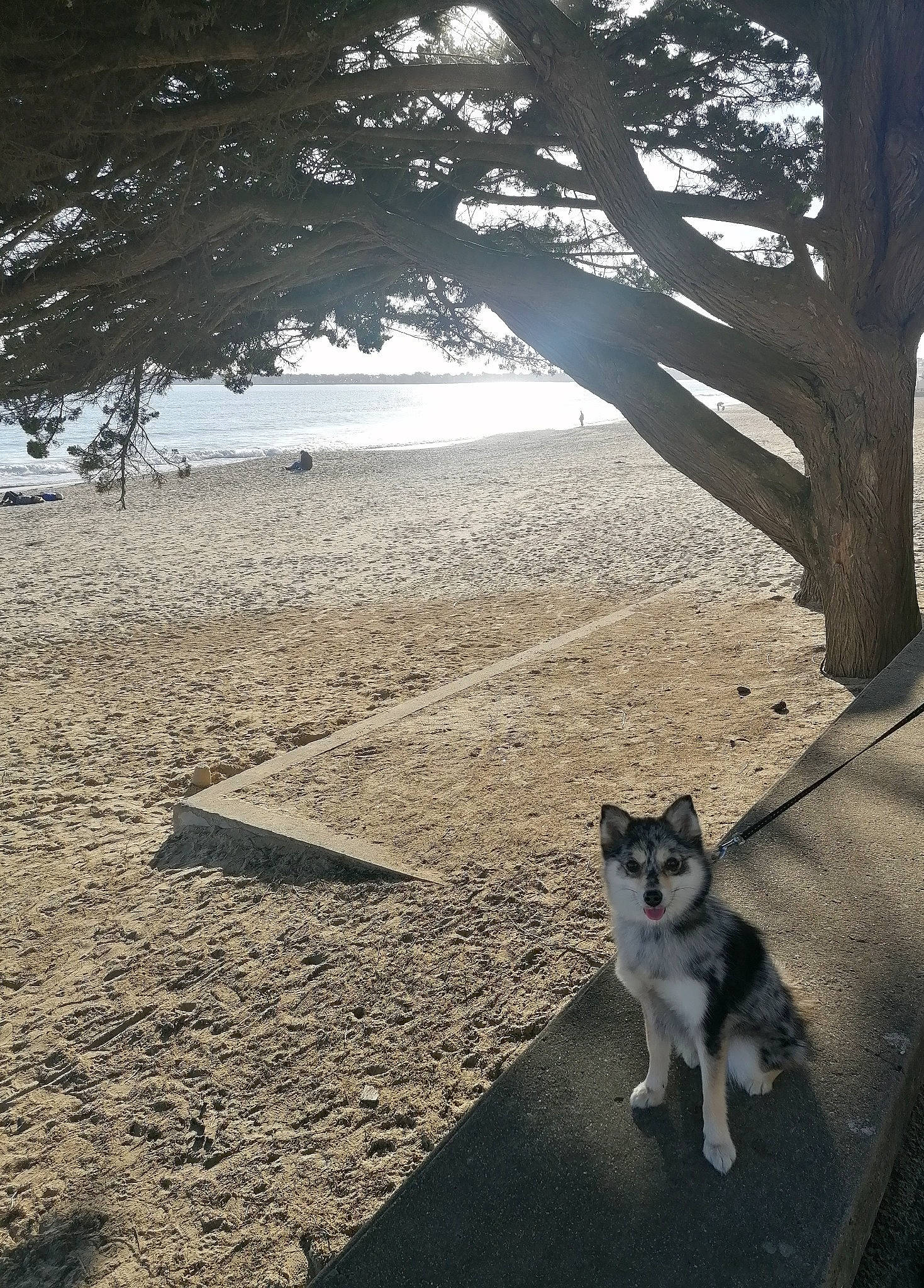 Timba participe au concours pour gagner de l'argent avec cette photo : asphalt, branch, carnivore, dog_breed, fawn, felidae, grass, plant, road_surface, shade, sidewalk, small_to_medium_sized_cats, snout, sunlight, tail, tints_and_shades, tree, trunk, whiskers, wood