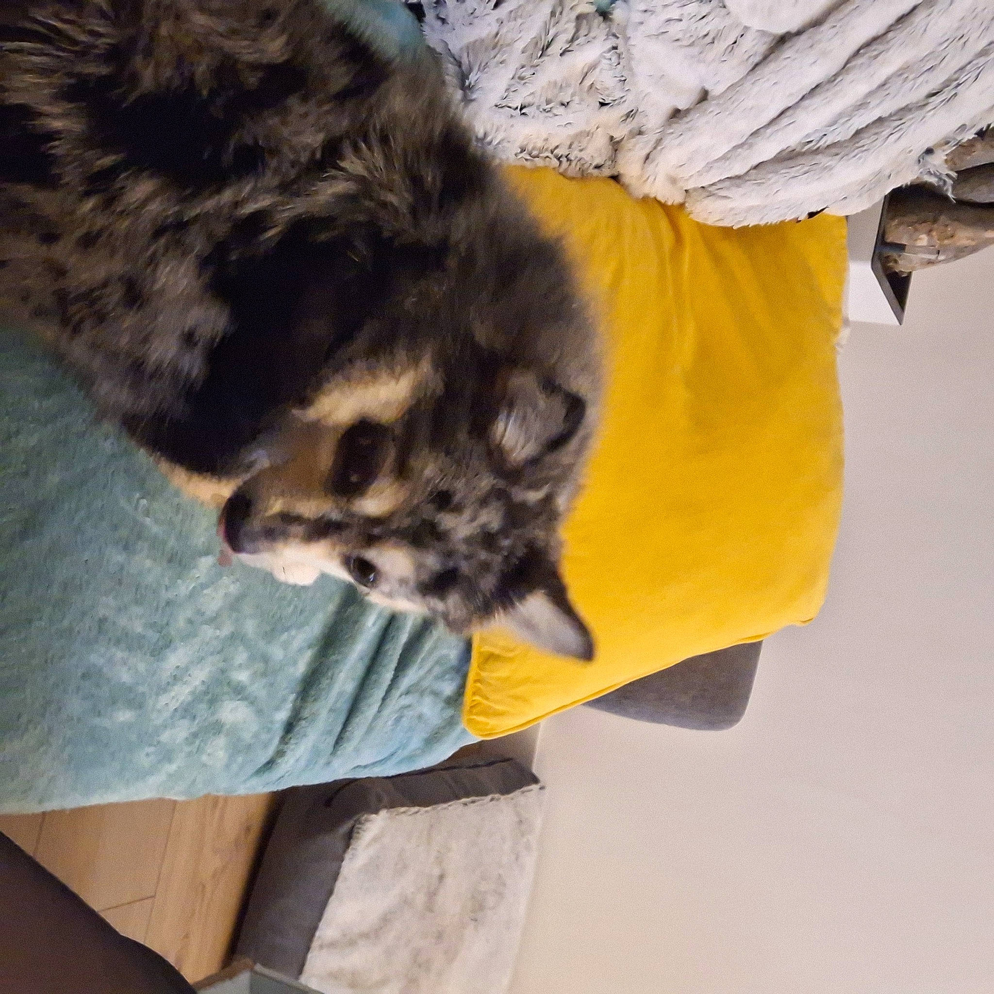 Timba a rejoint le concours — aidez-le/la à gagner de superbes lots ! canidae, carnivore, cat, claw, comfort, dog_breed, domestic_short_haired_cat, felidae, fur, paw, sleeve, small_to_medium_sized_cats, tail, terrestrial_animal, whiskers