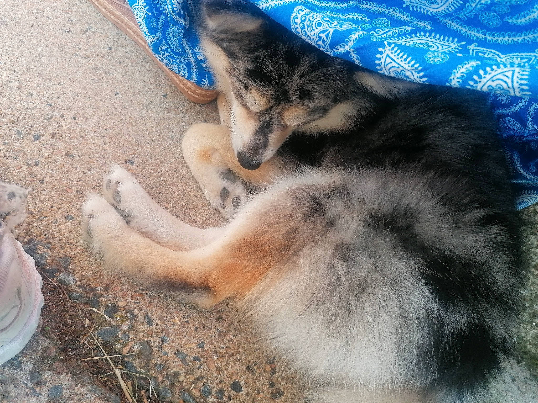 Timba participe au concours pour gagner de l'argent avec cette photo : blue, canidae, carnivore, companion_dog, dog, dog_breed, electric_blue, felidae, foot, fur, herding_dog, human_leg, paw, sky, small_to_medium_sized_cats, snout, sporting_group, tail, terrestrial_animal, whiskers