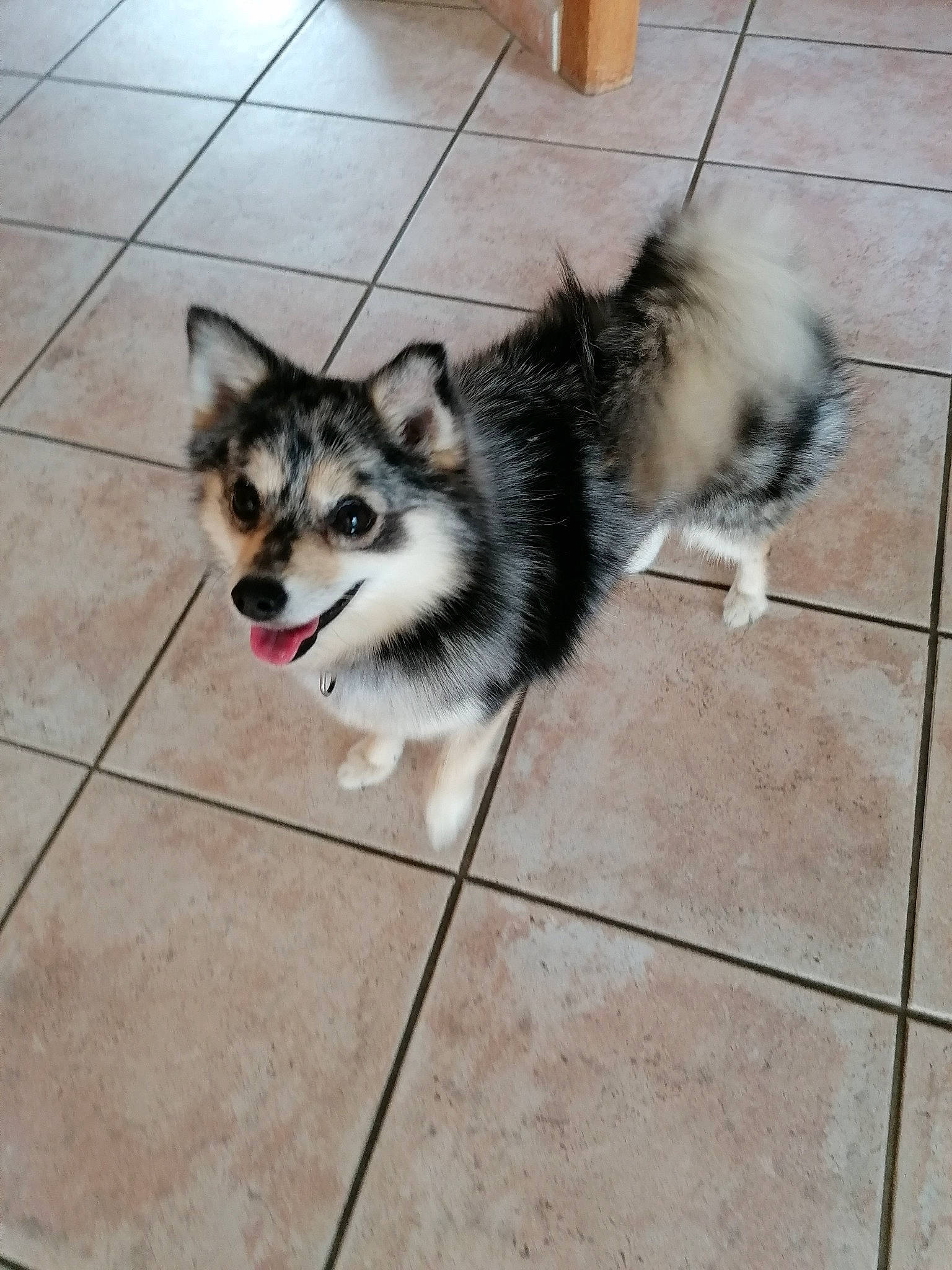 Timba participe au concours pour gagner de l'argent avec cette photo : ancient_dog_breeds, canidae, canis, carnivore, companion_dog, dog, dog_breed, floor, flooring, fur, herding_dog, paw, siberian_husky, sled_dog, snout, sporting_group, tail, terrestrial_animal, whiskers, working_dog