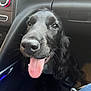 dog, black_dog, tongue_out, pet, car_interior, close_up, happy, animal, canine, seat, dashboard, window, fur, nose, mouth, eyes, companion, domestic_animal, transportation, indoor