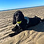 dog, black_dog, tennis_ball, beach, sand, ocean, blue_sky, sunlight, pet, animal, outdoor, playful, lying_down, canine, nature, recreation, daytime, fur, harness, water