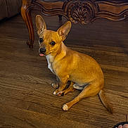 Weezer joined the competition — help win amazing prizes! animal, carved_wood, cute, dog, ears, flooring, footwear, furniture, home, indoor, nike, person_feet, pet, remote_control, sandals, small_dog, table, tan_dog, tongue_out, wooden_floor