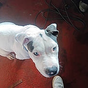 Tripp joined the competition — help win amazing prizes! animal, bodypart, boxer, boy, bulldog, canine, child, clothing, dog, finger, footwear, hand, hound, male, person, pet, pitbull, puppy, shoe, whitedog