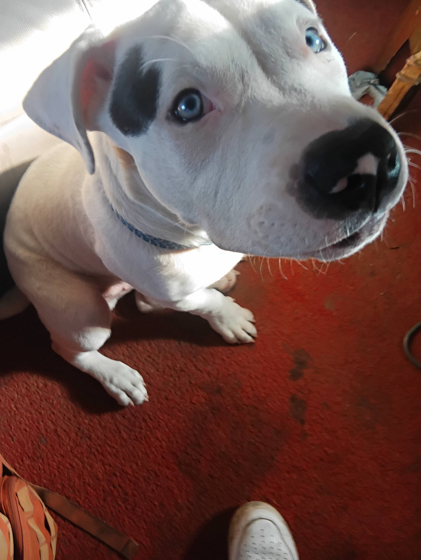 Tripp joined the competition — help win amazing prizes! accessories, animal, boxer, bulldog, canine, clothing, dog, footwear, hound, labradorretriever, pet, pitbull, pointer, puppy, runningshoe, sandal, shoe, strap, whitedog, wood