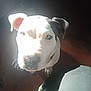 Tripp joined the competition — help win amazing prizes! animal, bodypart, boxer, bulldog, canine, dalmatian, dog, finger, frenchbulldog, hand, hound, labradorretriever, person, pet, pitbull, pointer, puppy, snout, terrier, whitedog