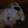 Tripp is registered to the contest to win money with this photo: animal, baby, boxer, bulldog, canine, dalmatian, dog, face, frenchbulldog, greatdane, head, hound, person, pet, pitbull, puppy, sleeping, snout, terrier, whitedog