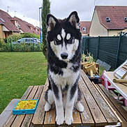 Valto participe au concours pour gagner de l'argent avec cette photo : animal, backyard, black_and_white, car, cloudy_sky, dog, fence, garden, grass, house, husky, outdoor, pet, playground_toy, roof, serious_expression, sitting, suburban, wooden_table