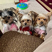 Gracie Charlene Zoi is registered to the contest to win money with this photo: animal, brown_couch, carpet, close_up, clothing, curious, cute, dog, floor, furniture, gift_bags, home, indoors, looking, pet, puppy, small_dog, sweater, three_dogs, toy