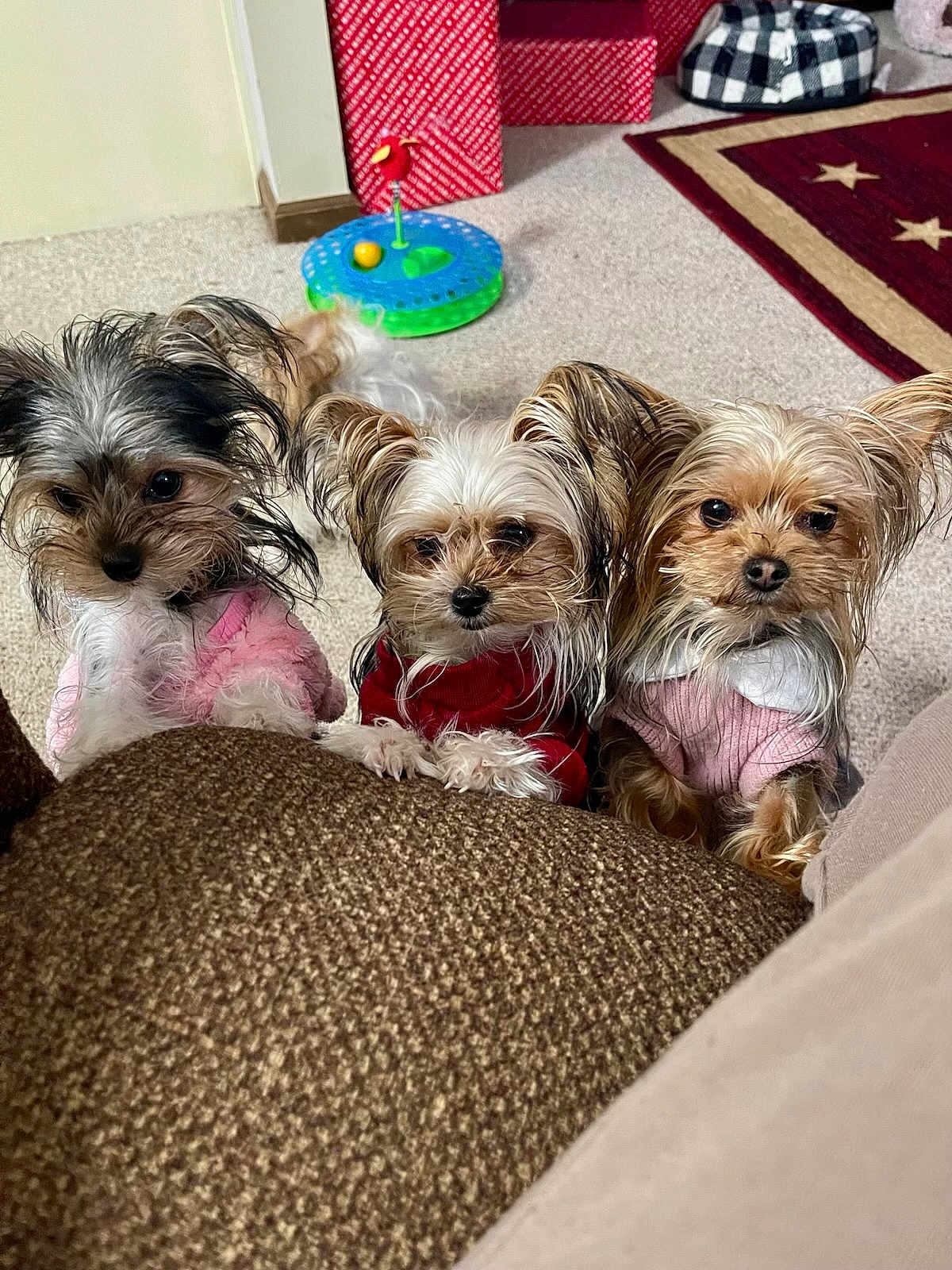 Gracie Charlene Zoi