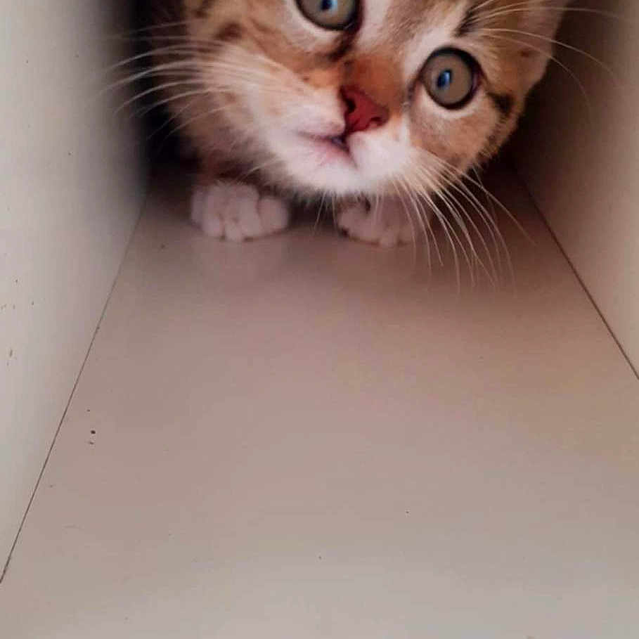 Caline Mimine a rejoint le concours — aidez-le/la à gagner de superbes lots ! animal, cat, closeup, confined_space, curious, cute, feline, fur, indoor, kitten, looking, paws, pet, playful, shelf, small, striped, tabby, whiskers, young