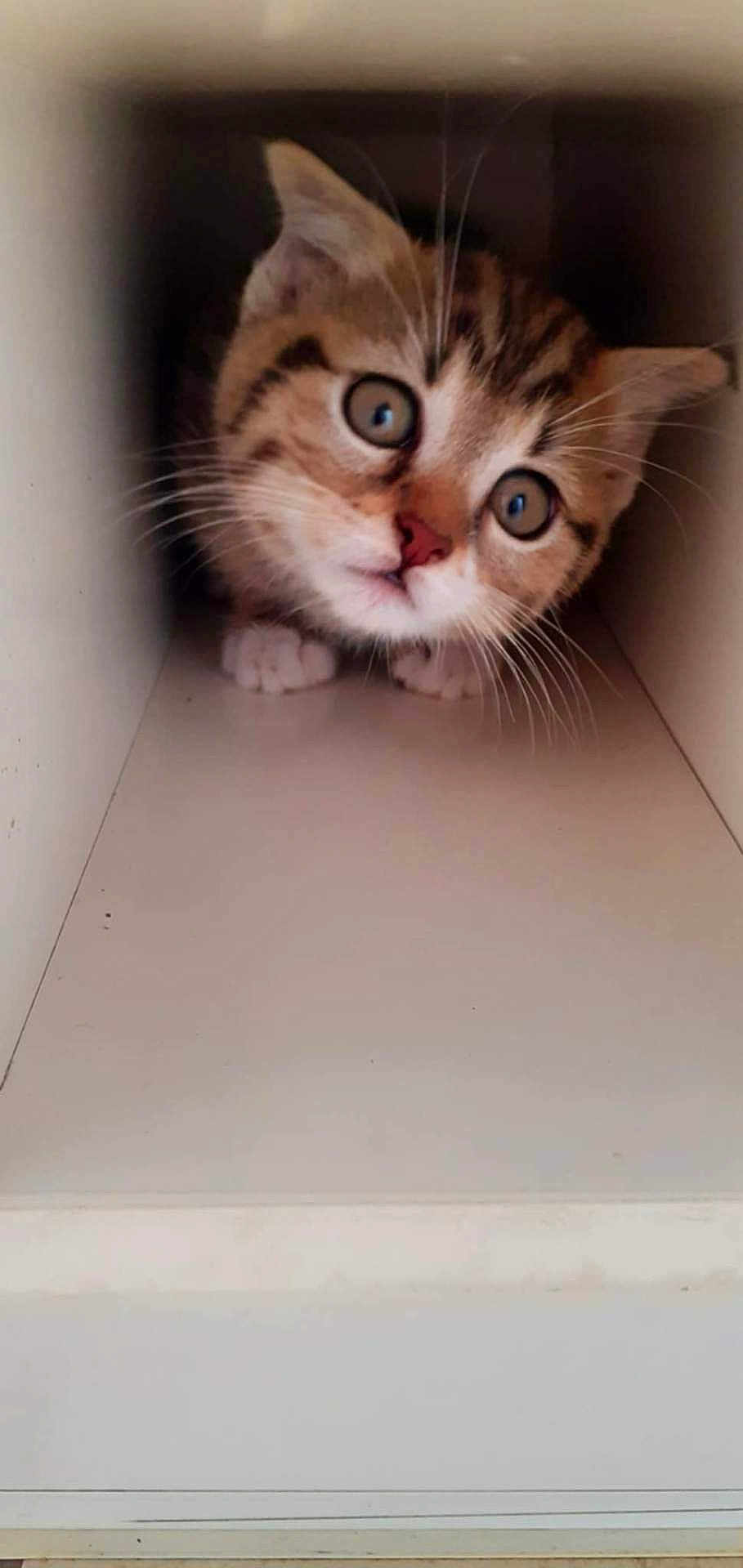 Caline Mimine a rejoint le concours — aidez-le/la à gagner de superbes lots ! kitten, cat, curious, shelf, indoor, pet, animal, feline, cute, whiskers, paws, young, small, closeup, fur, tabby, striped, playful, looking, confined_space