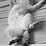 Caline Mimine a rejoint le concours — aidez-le/la à gagner de superbes lots ! cat, sleeping, bed, fur, relaxed, animal, pet, cozy, resting, whiskers, tail, paws, indoor, cute, feline, comfort, soft, napping, domestic, peaceful