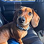 Odie is registered to the contest to win money with this photo: dog, dachshund, pet, animal, car_interior, leather_seat, sunlight, brown_coat, collar, close_up, sitting, cute, curious, indoors, vehicle, window, seat, paw, portrait, companion