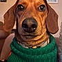 dog, dachshund, pet, close_up, brown, sweater, green, indoors, portrait, animal, cute, face, ears, fur, collar, whiskers, domestic_animal, snout, nose, cozy