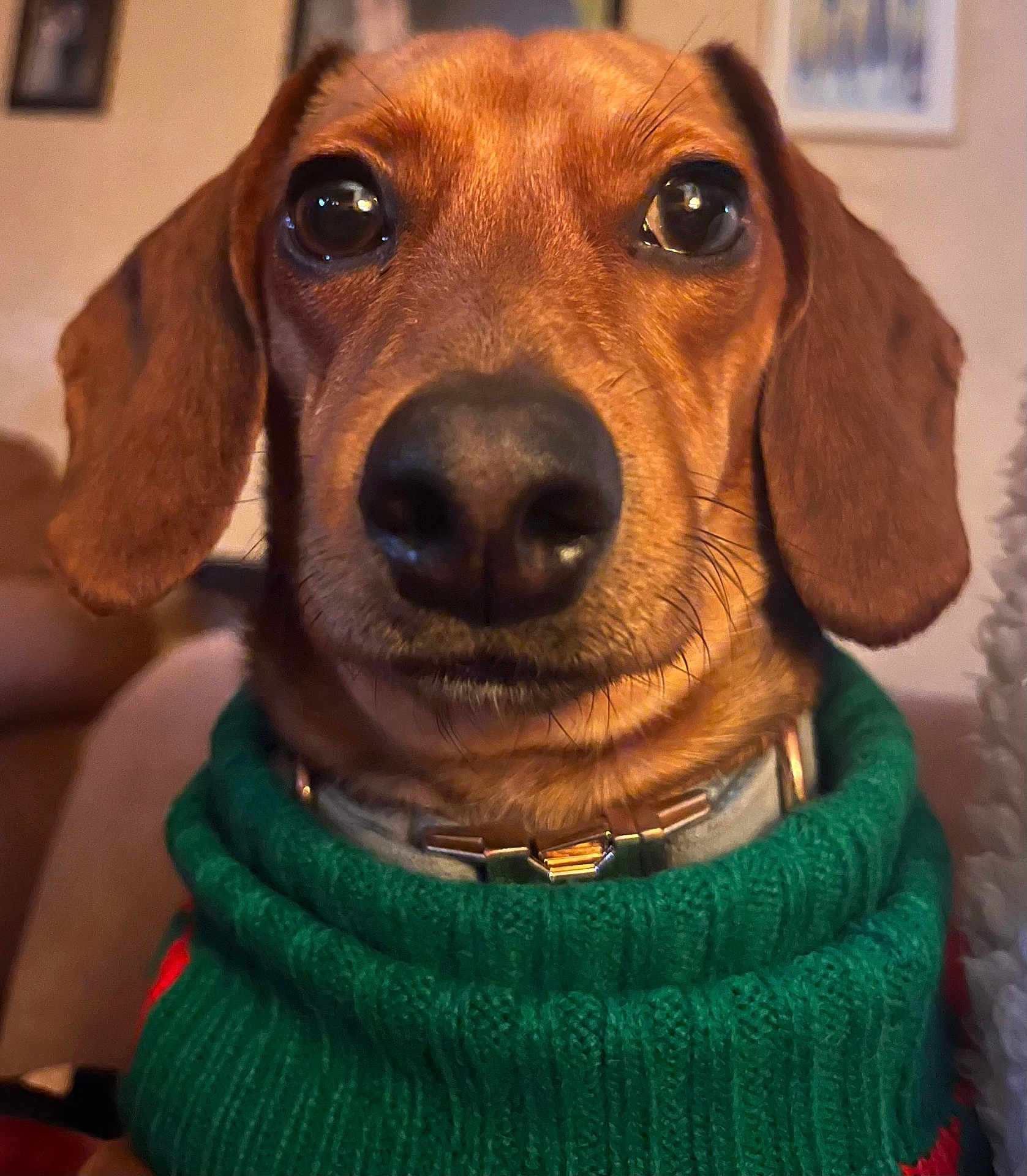 Odie is registered to the contest to win money with this photo: dog, dachshund, pet, close_up, brown, sweater, green, indoors, portrait, animal, cute, face, ears, fur, collar, whiskers, domestic_animal, snout, nose, cozy