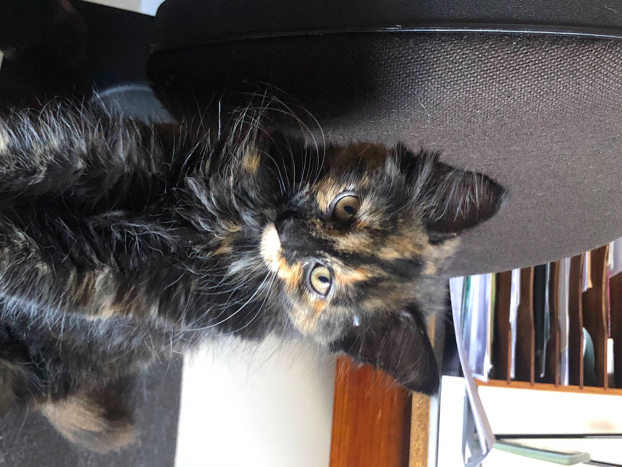 Zoé participe au concours pour gagner de l'argent avec cette photo : canidae, carnivore, cat, felidae, fur, kitten, maine_coon, norwegian_forest_cat, small_to_medium_sized_cats, sporting_group, whiskers