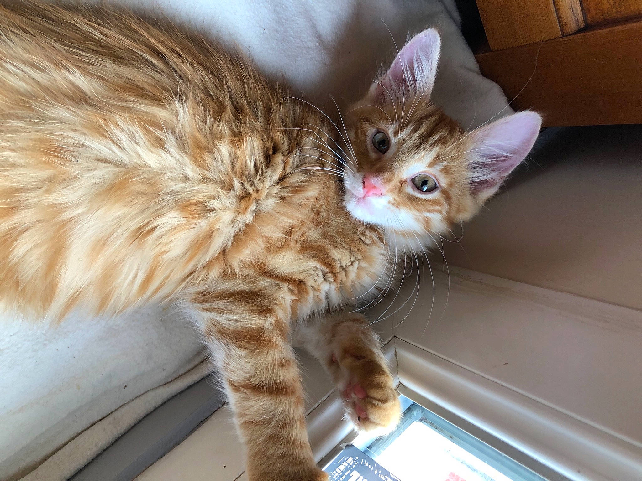 Goose a rejoint le concours — aidez-le/la à gagner de superbes lots ! aegean_cat, asian, australian_mist, carnivore, cat, domestic_long_haired_cat, domestic_short_haired_cat, dragon_li, european_shorthair, felidae, fur, kitten, kurilian_bobtail, mammal, norwegian_forest_cat, siberian, small_to_medium_sized_cats, tabby_cat, vertebrate, whiskers